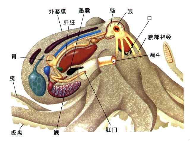 “异色球球章鱼”溜哪儿去了？搞笑版全球大搜索